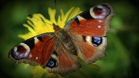 biodiversità - Foto di Anne Nygård su Unsplash