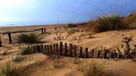 biodiversità dune