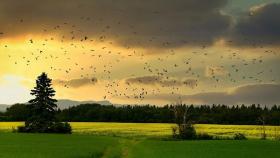 biodiversità