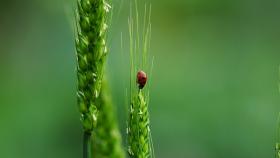 biodiversità