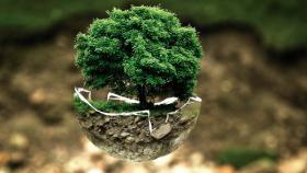 banca degli alberi, riforestazione