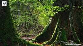 foresta di Bialowieza