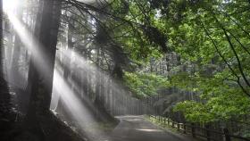 Foreste nel mondo, il nuovo progetto verde de La Grande Via contro i cambiamenti climatici