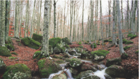 foreste gestite in modo sostenibile in Italia