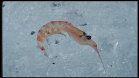 pesca al krill