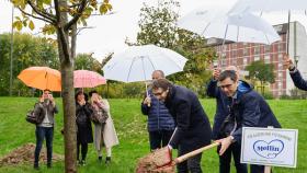 piantumazione alberi