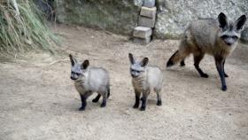 Otocioni, Parco Faunistico Le Cornelle 