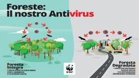 coronavirus perdita di natura