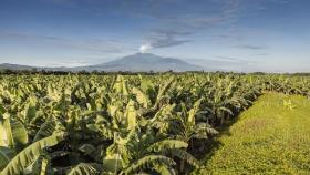 chiquita riduzione emissioni