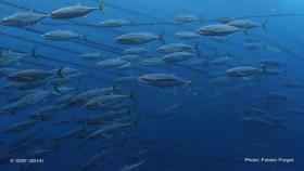 Pesca sostenibile. Carrefour: stop al branzino selvaggio sino a fine marzo