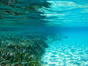 Agire e collaborare per la tutela del Mediterraneo, cresce il progetto Riforestazione Marina di zeroCO2 e Worldrise Onlus