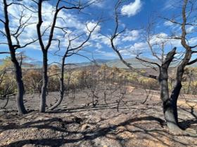 All’estremità dell’area bruciata presso Albenga nell’agosto 2022 alberi combusti (in primo piano) si stagliano davanti alla vegetazione superstite (sullo sfondo) (Credits A. Provenzale)