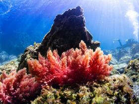 Barriera corallina