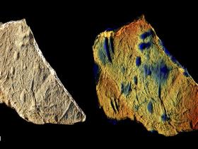 Immagine 2 - Utilizzando la fotogrammetria, i ricercatori hanno fornito un modello tridimensionale dei fossili studiati