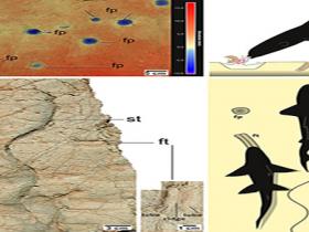 Immagine 3 - Tracce fossili prodotte da pesci e ricostruzione del loro meccanismo di produzione