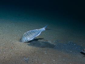 Immagine 5 - Un esempio di come i pesci attuali producano le tracce a scodella durante la ricerca di cibo
