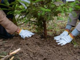 Messa a dimora di alberi, fotovoltaico sociale e recupero di reti fantasma: ecco come la Responsabilità Sociale d’Impresa trasforma i territori e rafforza le comunità