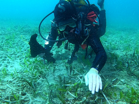 Posidonia