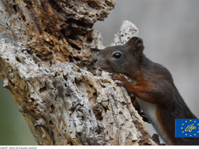 Biodiversità forestale: il felice ritorno dello scoiattolo rosso torna nell'area di Perugia