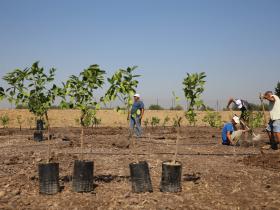 Sicilia - Piantumazione d'agrumi - In collaborazione con la Cooperativa Beppe Montana di Libera Terra, Treedom pianta alberi su terreni confiscati alle Mafie (foto di Tommaso Ciuffoletti)