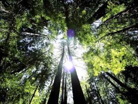 gestione sostenibile del patrimonio forestale e boschivo