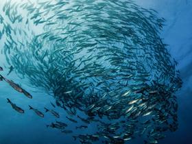 pesce, risorse ittiche sostenibili, pesca sostenibile